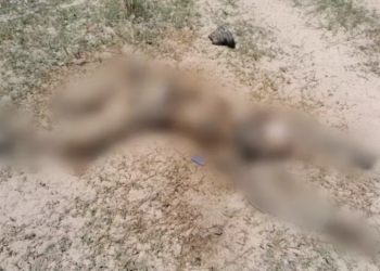 Corpo de integrante de comitiva é encontrado ao lado de mula, em estado de decomposição