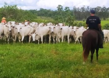 Polícia de MS recupera 160 cabeças de gado roubadas por homens armados no Paraguai