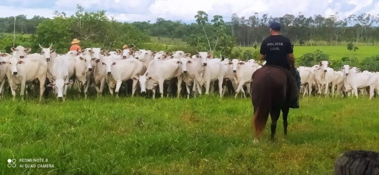 Polícia de MS recupera 160 cabeças de gado roubadas por homens armados no Paraguai