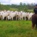 Polícia de MS recupera 160 cabeças de gado roubadas por homens armados no Paraguai