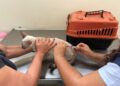 Subea destaca a importância de manter a vacinação dos pets em dia