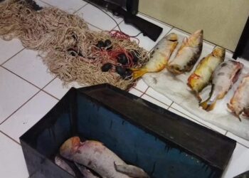 Em 15 dias, 5 são presos com pescado ilegal e petrechos de pesca no interior de MS