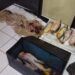 Em 15 dias, 5 são presos com pescado ilegal e petrechos de pesca no interior de MS