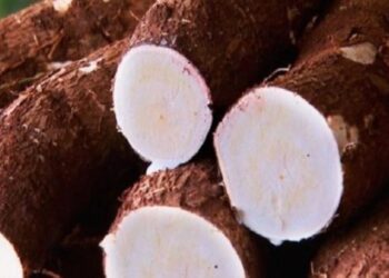 MS bate recorde na produção de mandioca e lidera exportação de fécula no País