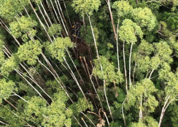 Helicóptero desaparecido em SP é localizado junto com os 4 corpos dos ocupantes