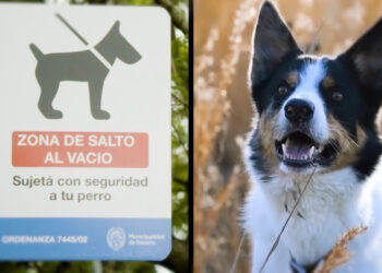 Os animais que pressentiram a tragédia de Brumadinho, entre outros casos, estão em documentário
