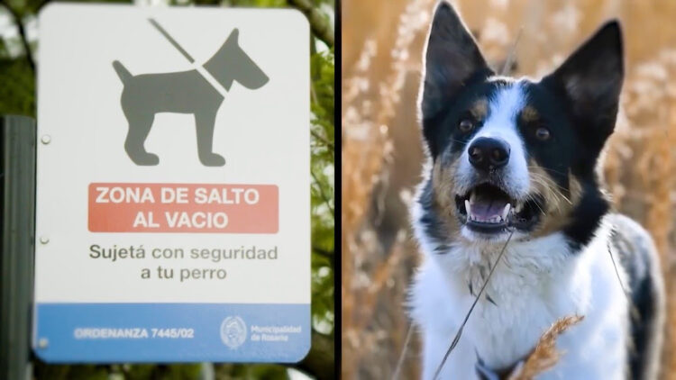 Os animais que pressentiram a tragédia de Brumadinho, entre outros casos, estão em documentário