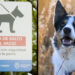 Os animais que pressentiram a tragédia de Brumadinho, entre outros casos, estão em documentário