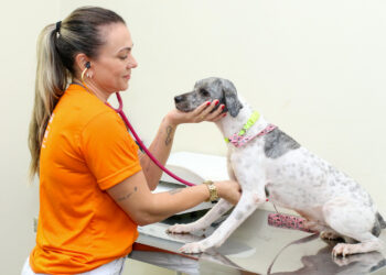 Malformação no sistema reprodutor de cães e gatos machos pode causar doença grave, alerta Subea