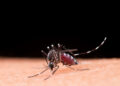 Automedicação em casos de dengue pode até agravar complicações da doença