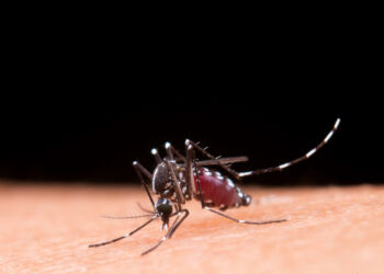 Automedicação em casos de dengue pode até agravar complicações da doença