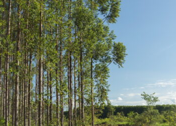 Arauco abre 110 vagas de emprego para operação florestal no Mato Grosso do Sul