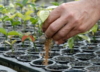 AGRO: Sustentabilidade na indústria madeireira; rumo a práticas responsáveis