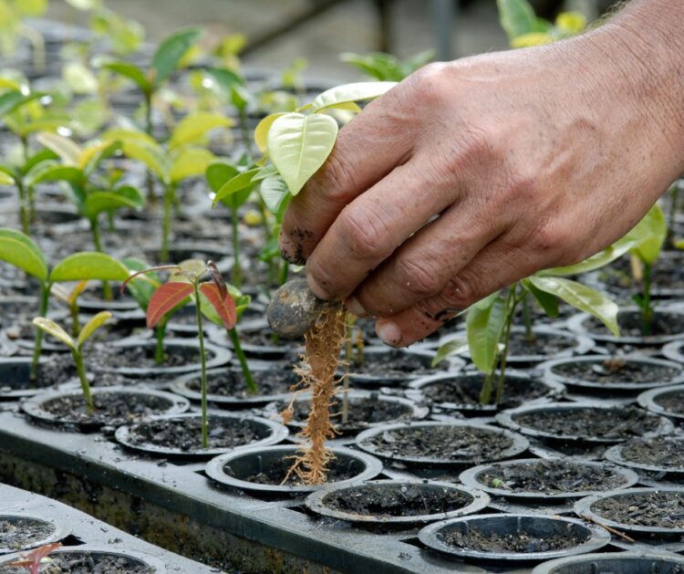 AGRO: Sustentabilidade na indústria madeireira; rumo a práticas responsáveis