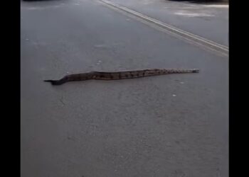 VÍDEO: Jibóia é flagrada atravessando avenida no Zé Pereira