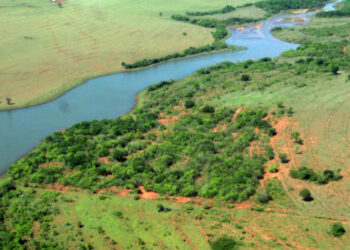 Águas Guariroba doa 3,5 mil mudas de árvores para projetos de preservação da Bacia do Guariroba