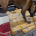 Cão farejador encontra 126 quilos de droga em camionete de transportadora de veículos