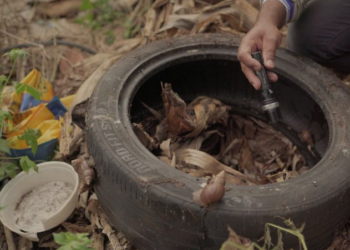 Guerra ao mosquito: Defesa Civil de MS vai atuar para combater focos de dengue na divisa com PR e SP