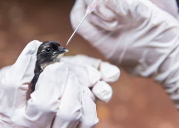 Agricultura confirma mais 2 casos de gripe aviária em aves silvestres; total sobe a 154
