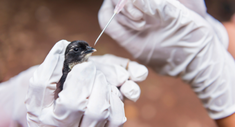 Agricultura confirma mais 2 casos de gripe aviária em aves silvestres; total sobe a 154