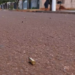 Homem morre em troca de tiros com pistoleiros, em Dourados