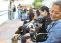 Nódulos em pets não devem ser ignorados, destaca veterinário da Subea