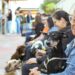 Nódulos em pets não devem ser ignorados, destaca veterinário da Subea