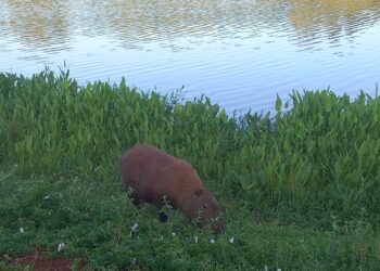 VÍDEO: Diretamente de Campo Mourão, no PR, leitor flagra capivaras e envia ao site