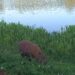 VÍDEO: Diretamente de Campo Mourão, no PR, leitor flagra capivaras e envia ao site