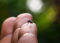Brasil ultrapassa a marca de meio milhão de casos prováveis de dengue, com 75 mortes