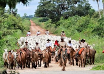 Ministério da Agricultura confirma MS como área livre de febre aftosa sem vacinação
