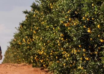 Governo de MS fomenta diversificação da produção local e atrai investimento de citricultura ao Estado