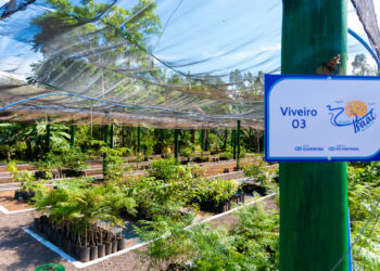 Com foco na preservação de nascentes, viveiro é ampliado e passa a produzir 80 mil árvores por ano