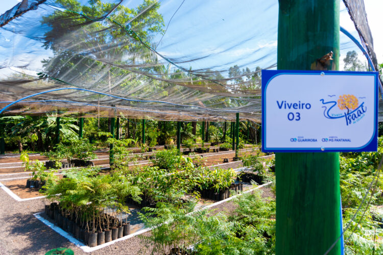 Com foco na preservação de nascentes, viveiro é ampliado e passa a produzir 80 mil árvores por ano