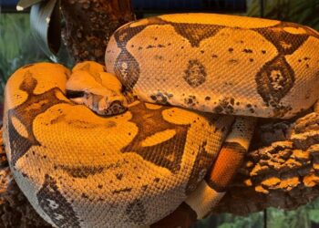 Serpente amazônica Rachel Carson ganha nova chance ao ser transferida para o Bioparque