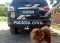 Cão da raça Chow-chow é resgatado pela polícia, após ser vítima de maus-tratos