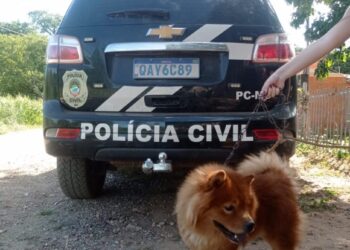 Cão da raça Chow-chow é resgatado pela polícia, após ser vítima de maus-tratos