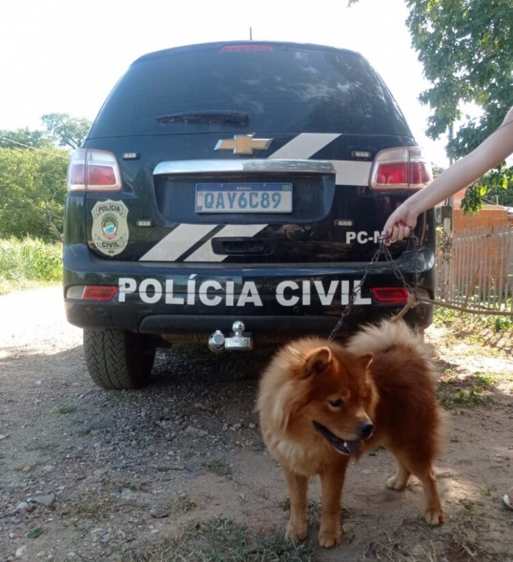 Cão da raça Chow-chow é resgatado pela polícia, após ser vítima de maus-tratos