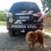 Cão da raça Chow-chow é resgatado pela polícia, após ser vítima de maus-tratos