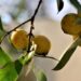 Sidagro e empresa realizam plantio de mudas frutíferas no assentamento Conquista