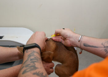 Microchipagem para pets: uma responsabilidade do tutor para com seu animal
