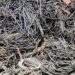 Reciclagem na Homex era fachada pro tráfico e receptação de fios e 2 são presos
