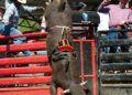 Campeonato com ‘robô cowboy’ será uma das atrações do CLC no fim de semana