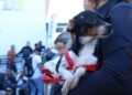 Serviços veterinários oferecidos pela Prefeitura salvam animais e dão alívio a tutores