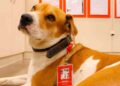 Dia Mundial dos Animais de Rua: Grupo adota cães abandonados nas lojas de suas bandeiras