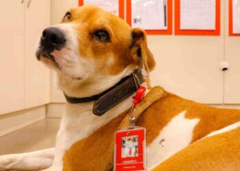 Dia Mundial dos Animais de Rua: Grupo adota cães abandonados nas lojas de suas bandeiras