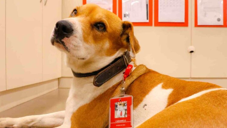Dia Mundial dos Animais de Rua: Grupo adota cães abandonados nas lojas de suas bandeiras