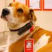 Dia Mundial dos Animais de Rua: Grupo adota cães abandonados nas lojas de suas bandeiras