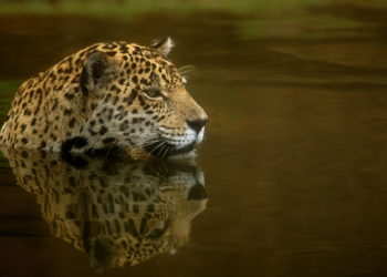 Fotógrafo famoso por registro de animais e cineasta britânico participam de bate-papo, na Capital