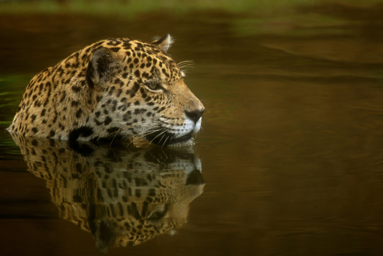 Fotógrafo famoso por registro de animais e cineasta britânico participam de bate-papo, na Capital